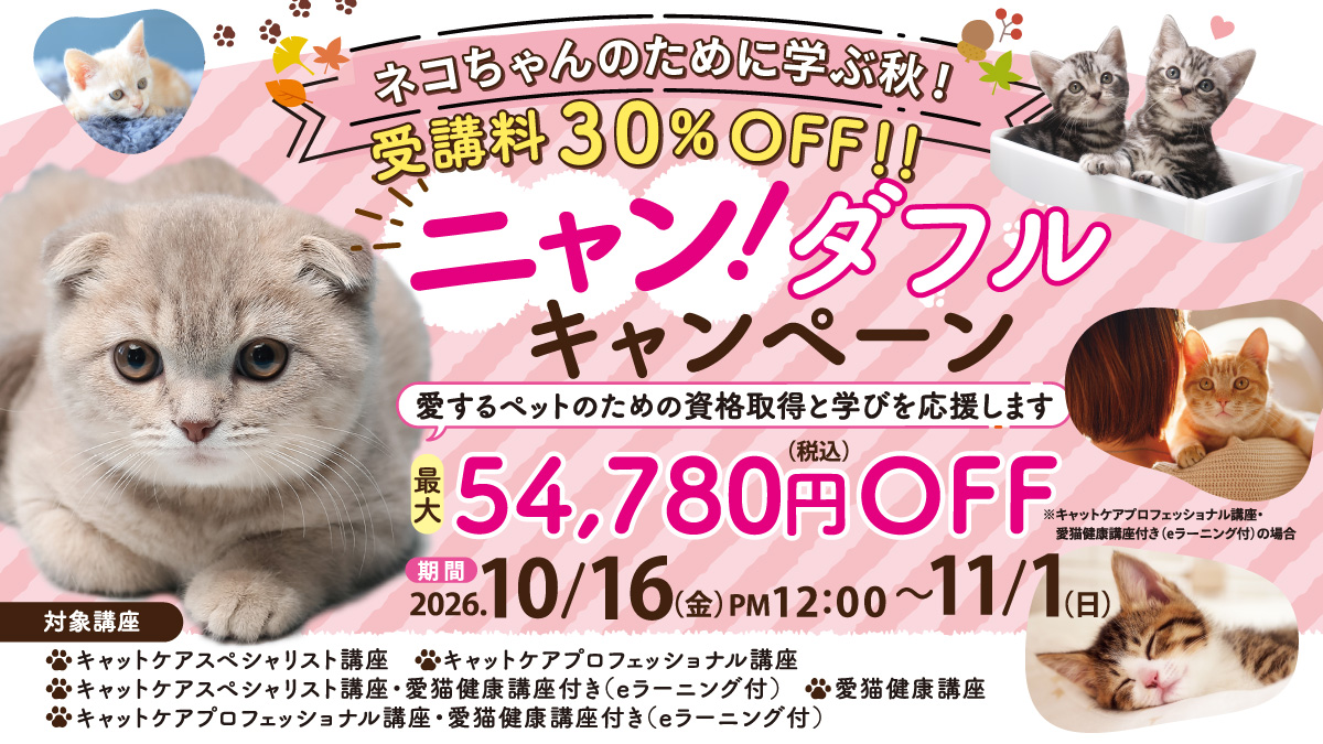 ネコちゃんのために学ぶ秋!30%OFF ニャン!ダフルキャンペーン