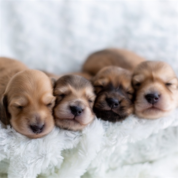 犬資格教材 ペット通信講座 ブリーダー講座 DVD 教材テキスト ブリーダー資格（犬）の通信講座 | 通信教育講座で資格なら