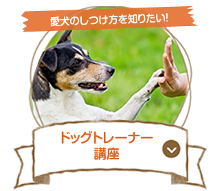 ドッグトレーナー・ドッグシッター