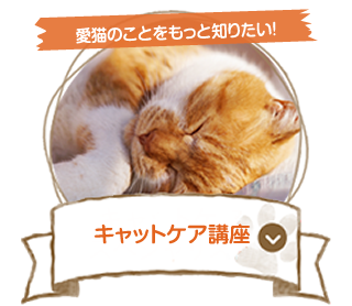 キャットケアスペシャリスト