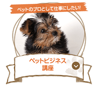 トリマー2級 合格保証付き ペット総合(ペットマイスター)