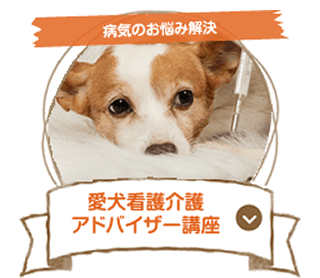 愛犬アドバイザー講座