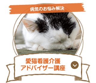 愛猫看護介護アドバイザー講座