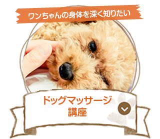 ドッグマッサージ講座
