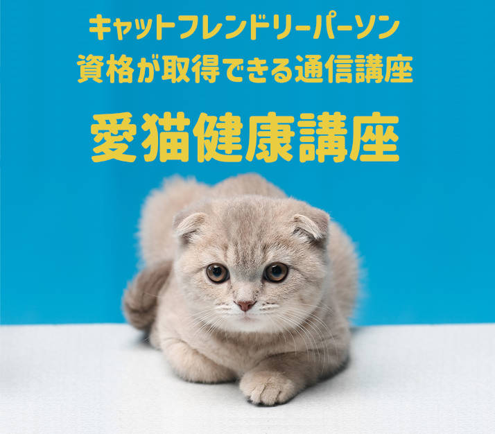 通信教育講座で資格なら「ヒューマンアカデミー通信講座(旧たのまな